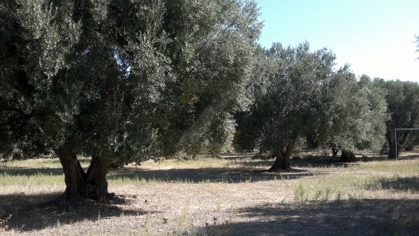 Πωλείται μονοκατοικία στον Κάμπο Αντίσσης Λέσβου.