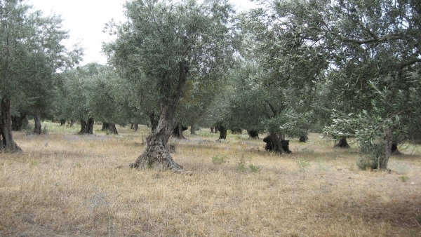 Πωλείται οικόπεδο στην Εφταλού Λέσβου.