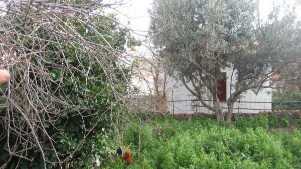 Πωλείται παλαιά μονοκατοικία στην Ερεσό Λέσβου.